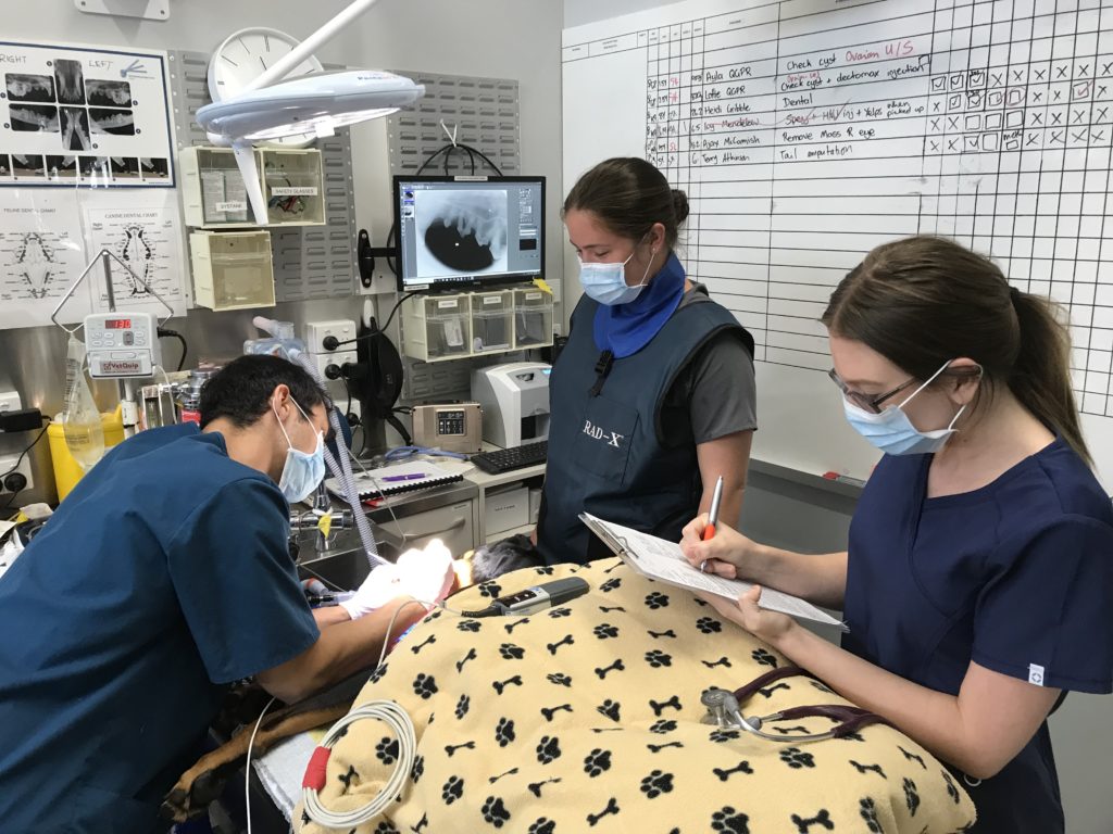 Vet Services in Albany Creek & Warner ACVet
